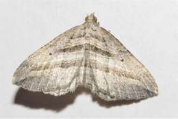 Image of Chrysolarentia ptochopis (Turner 1909)