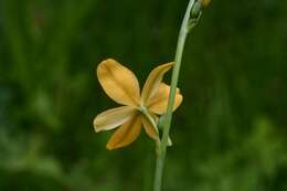 Image of Echeandia skinneri (Baker) Cruden