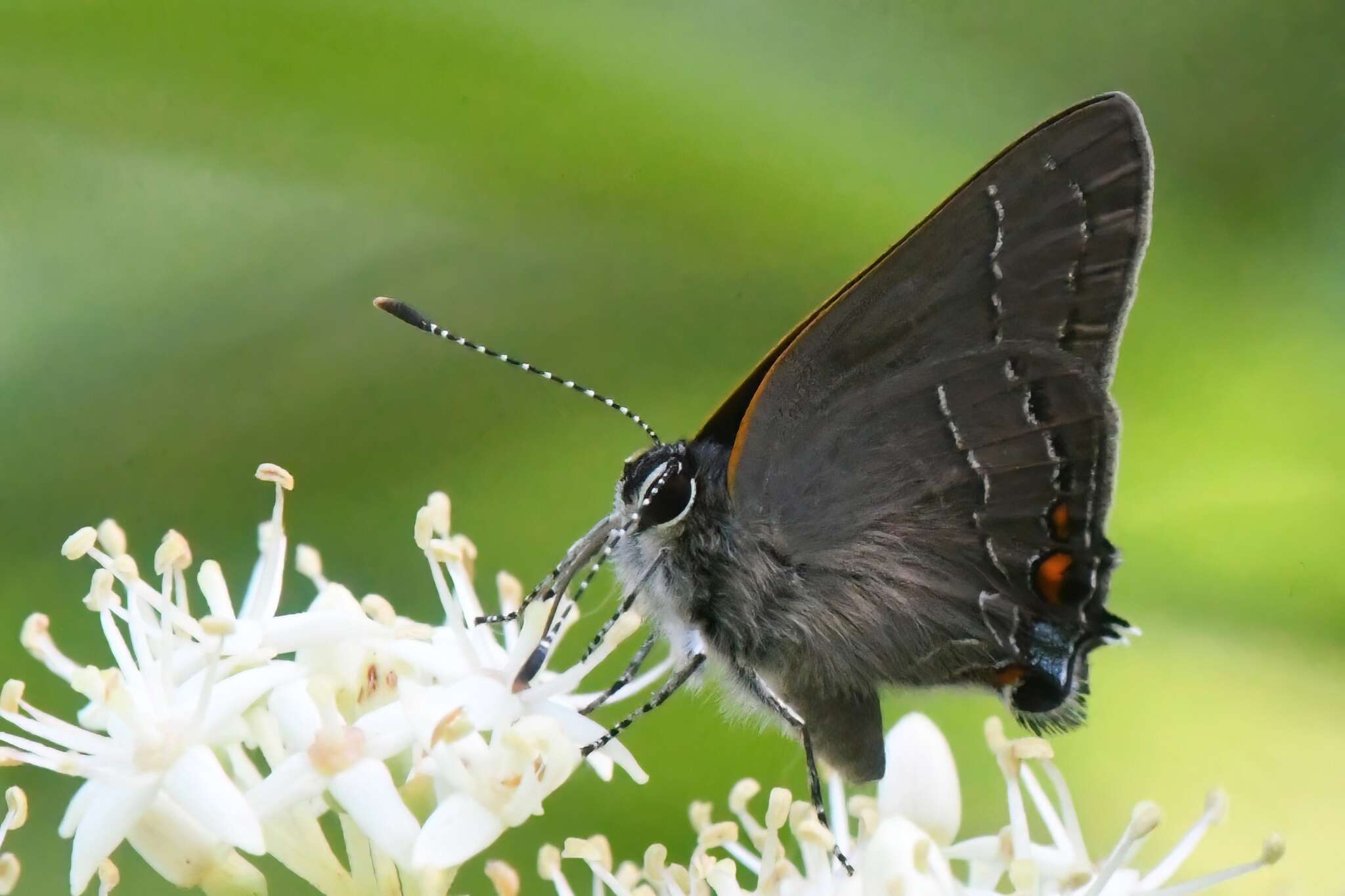 Imagem de <i>Satyrium favonius ontario</i>