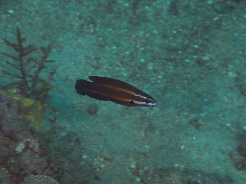 Image of Northern tubelip wrasse