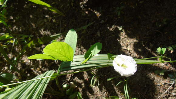 Image of Clitoria ternatea var. ternatea