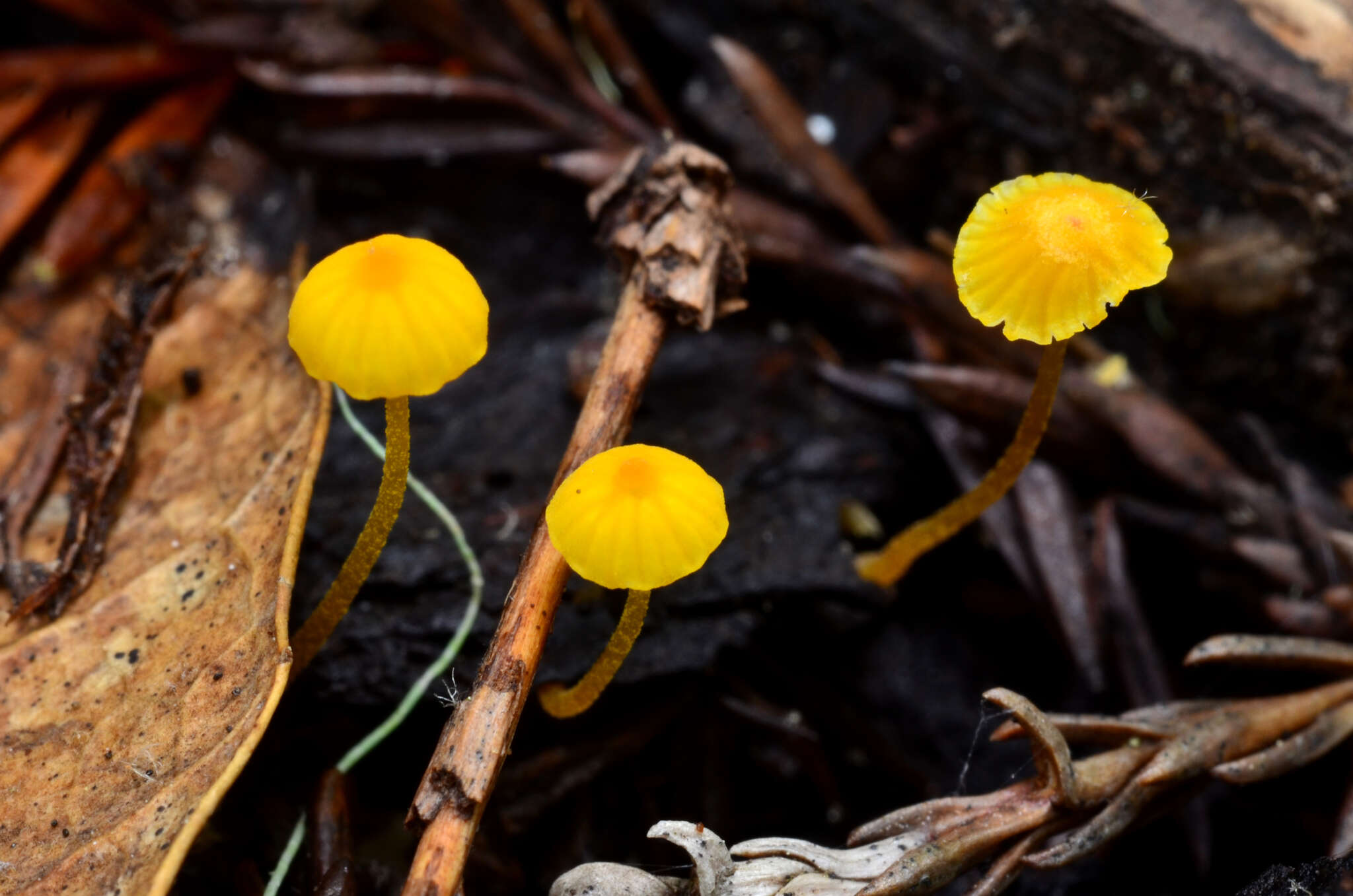 Mycena oregonensis A. H. Sm. 1936的圖片