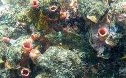 Image of Crimson banded wrasse