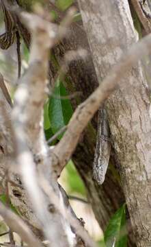 Anolis litoralis Garrido 1975 resmi