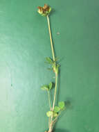 Image of Bejar clover