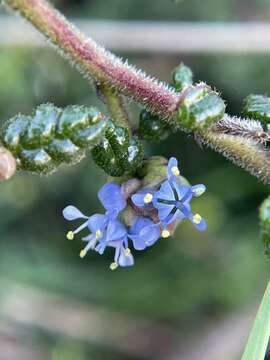 Image of Santa Barbara ceanothus