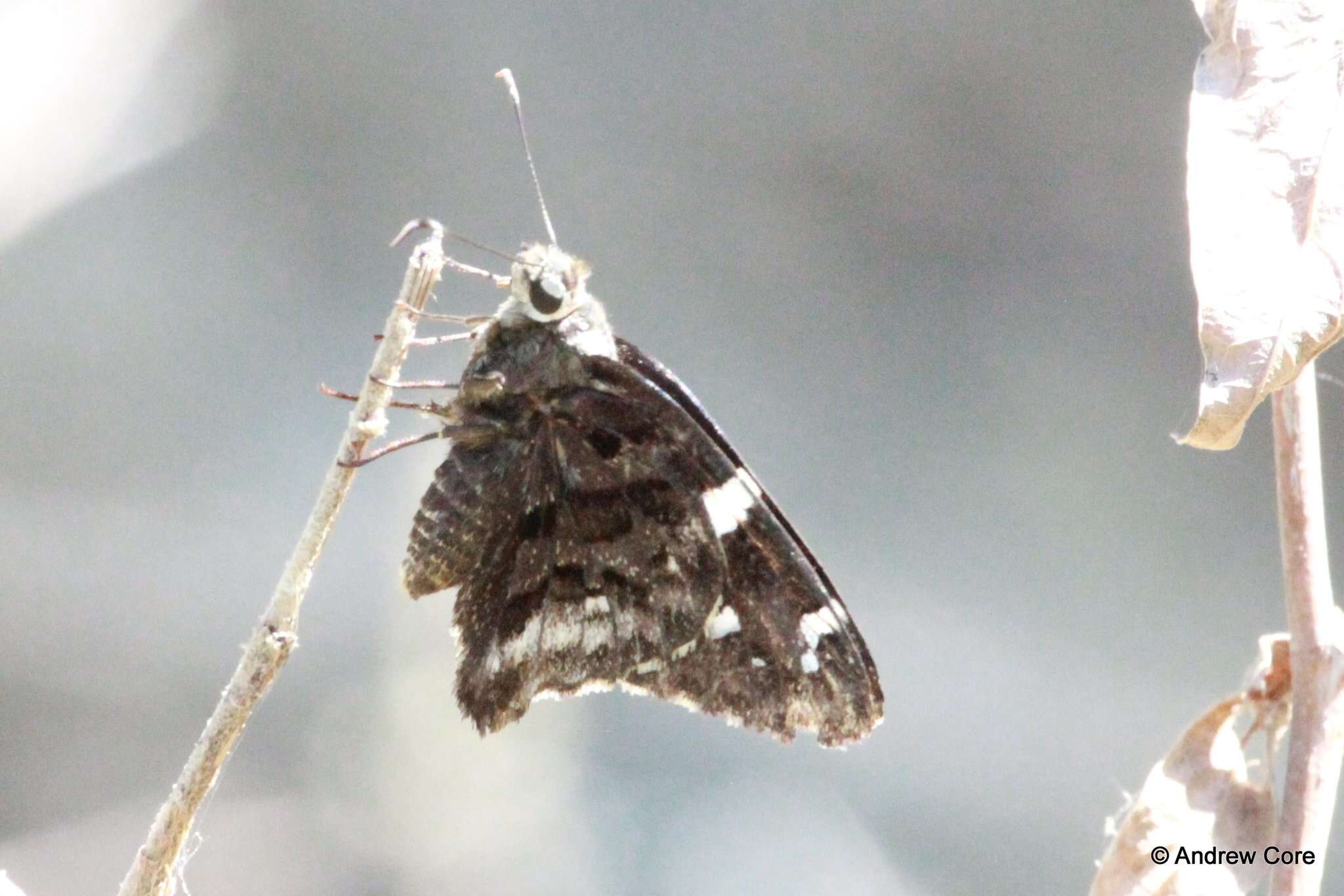 Image de Codatractus arizonensis Skinner 1905