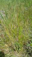 Image of rat's-tail fescue