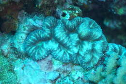 Image of Acanthastrea pachysepta (Chevalier 1975)