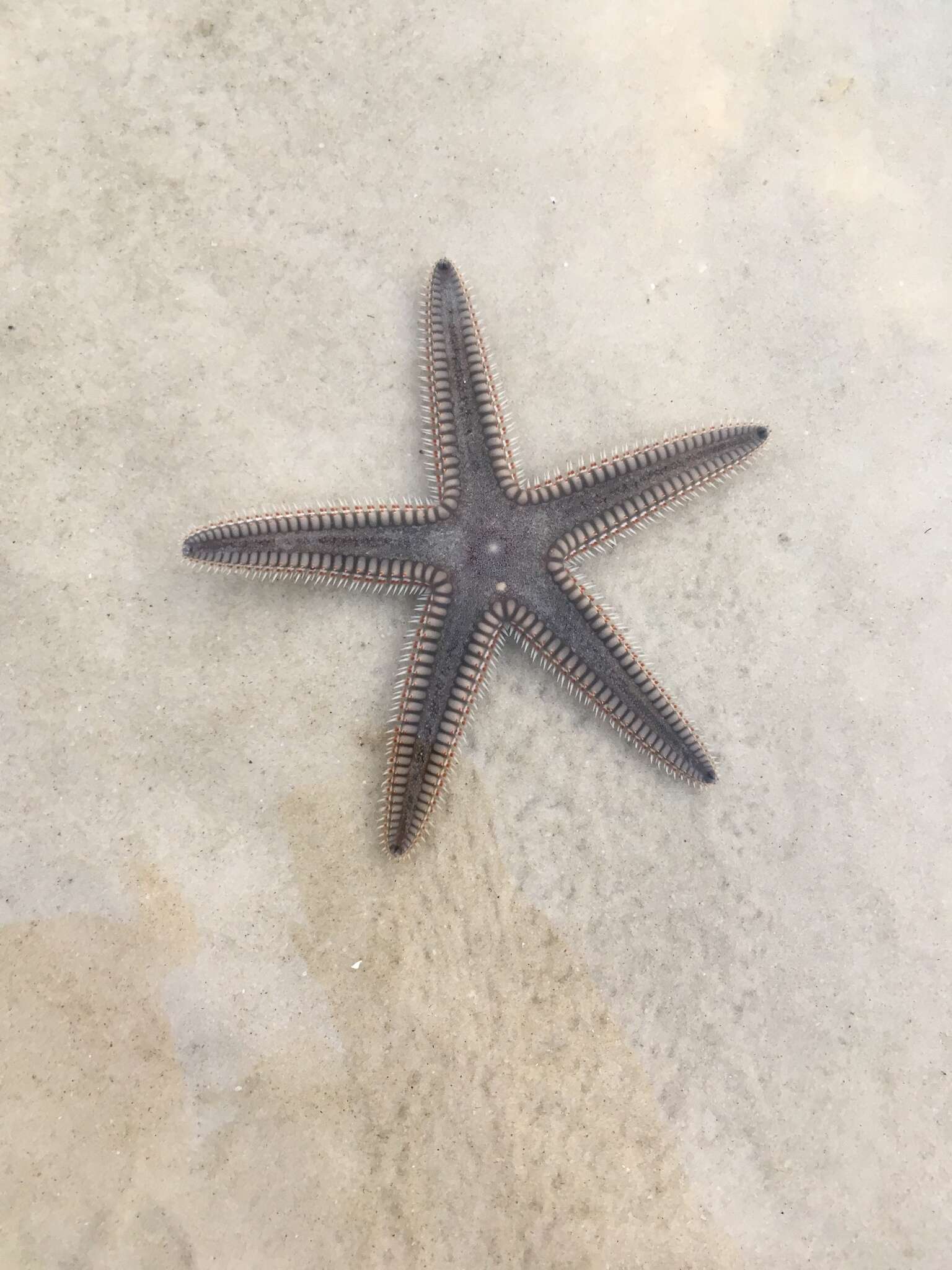 Image of Two-spined sea star