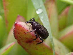 Image of Steremnius carinatus Dalla Torre & Schenkling 1932