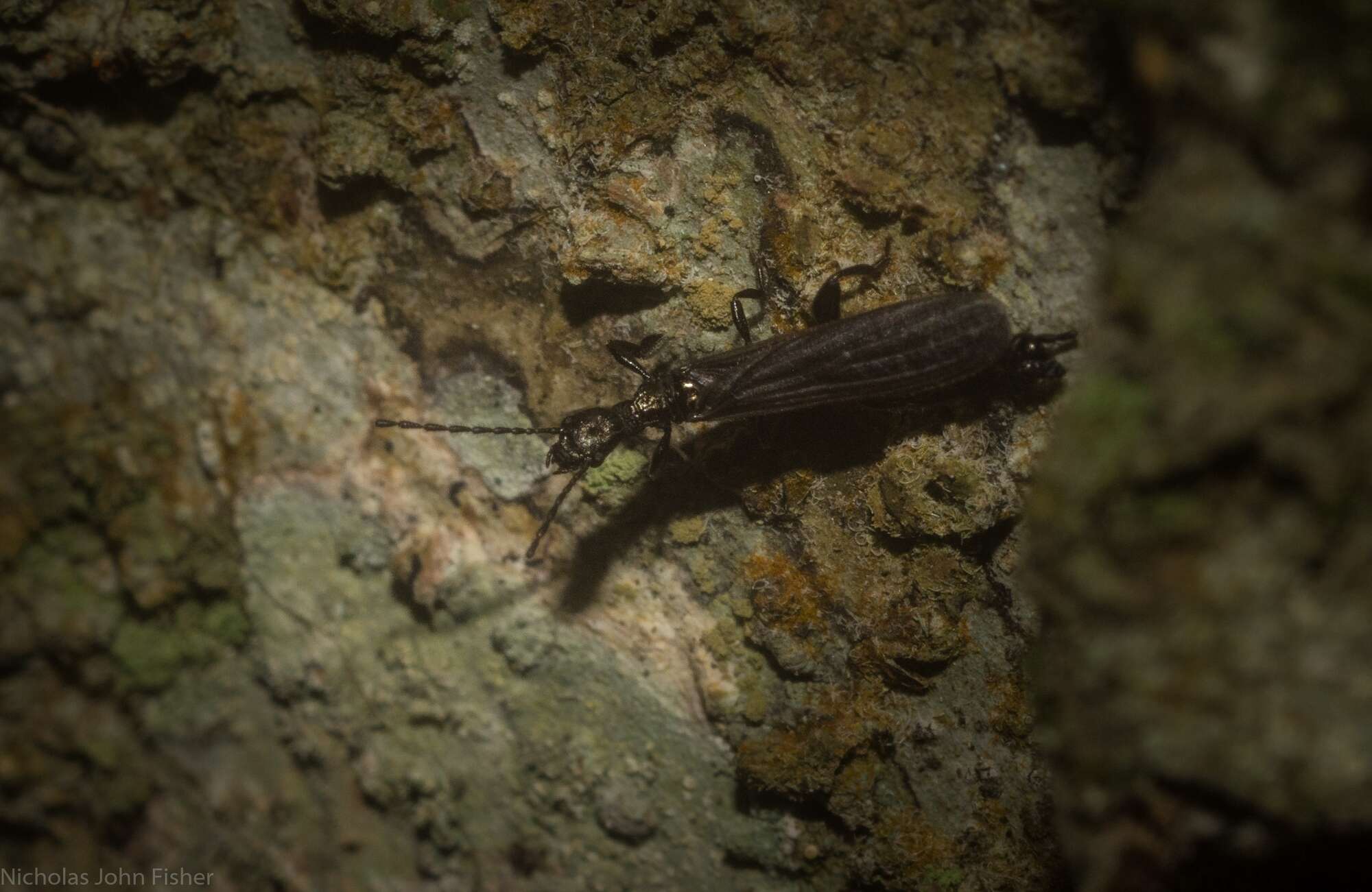 Plancia ëd Notoligotoma nitens Davis 1936