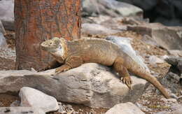 Image de Iguane terrestre de l'île Santa Fe