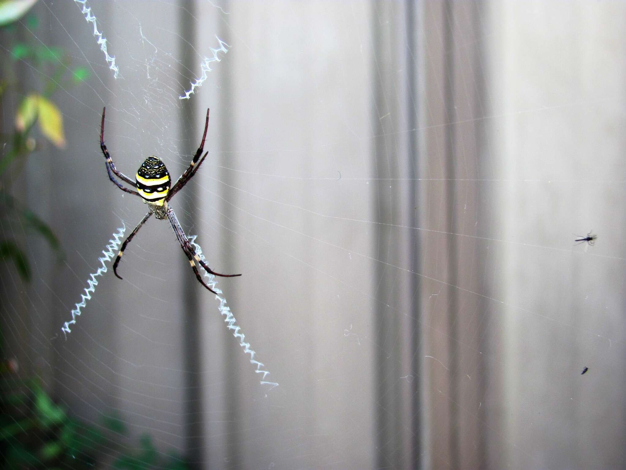 Imagem de Argiope keyserlingi Karsch 1878