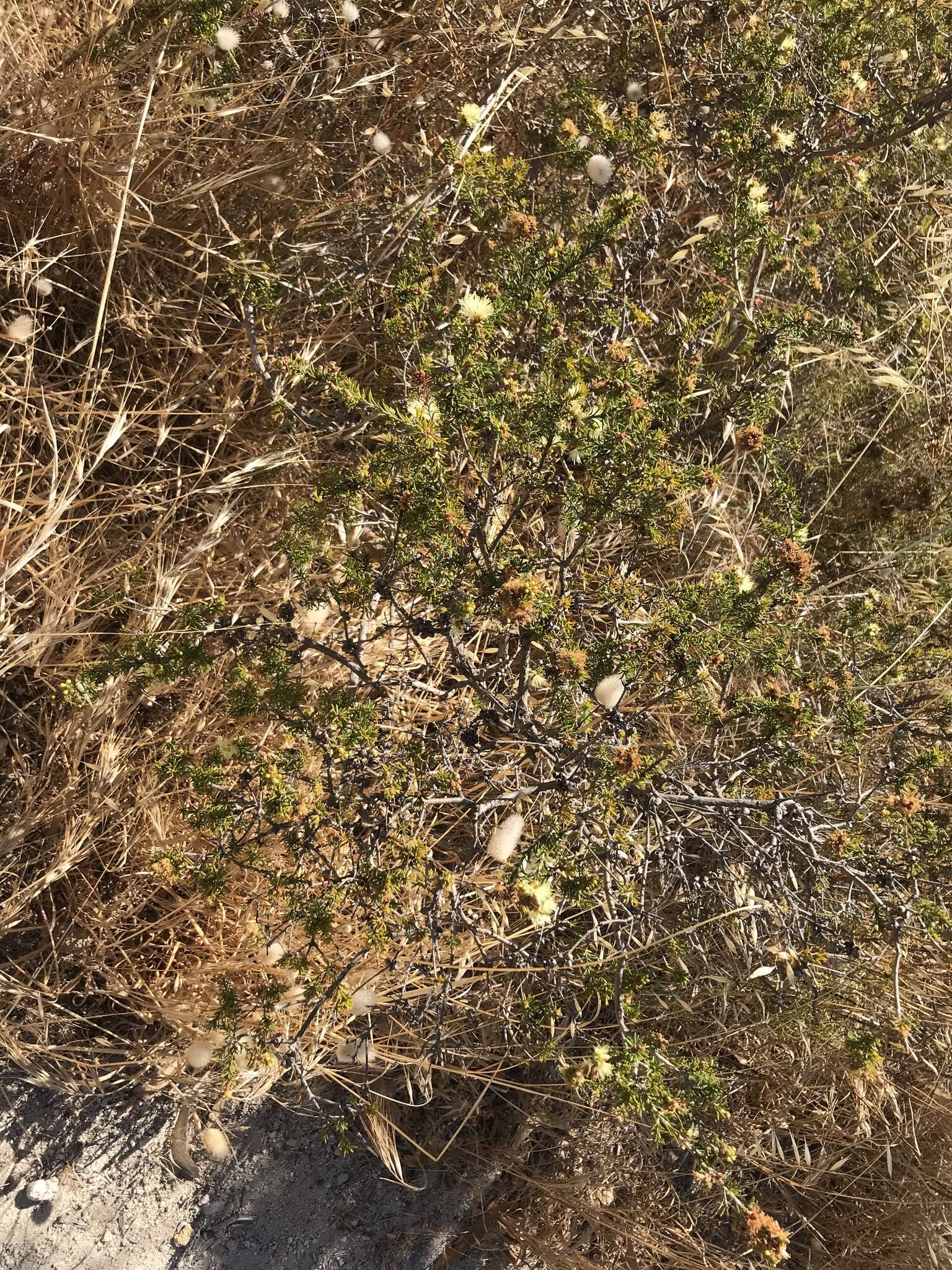 Image of Melaleuca systena L. A. Craven