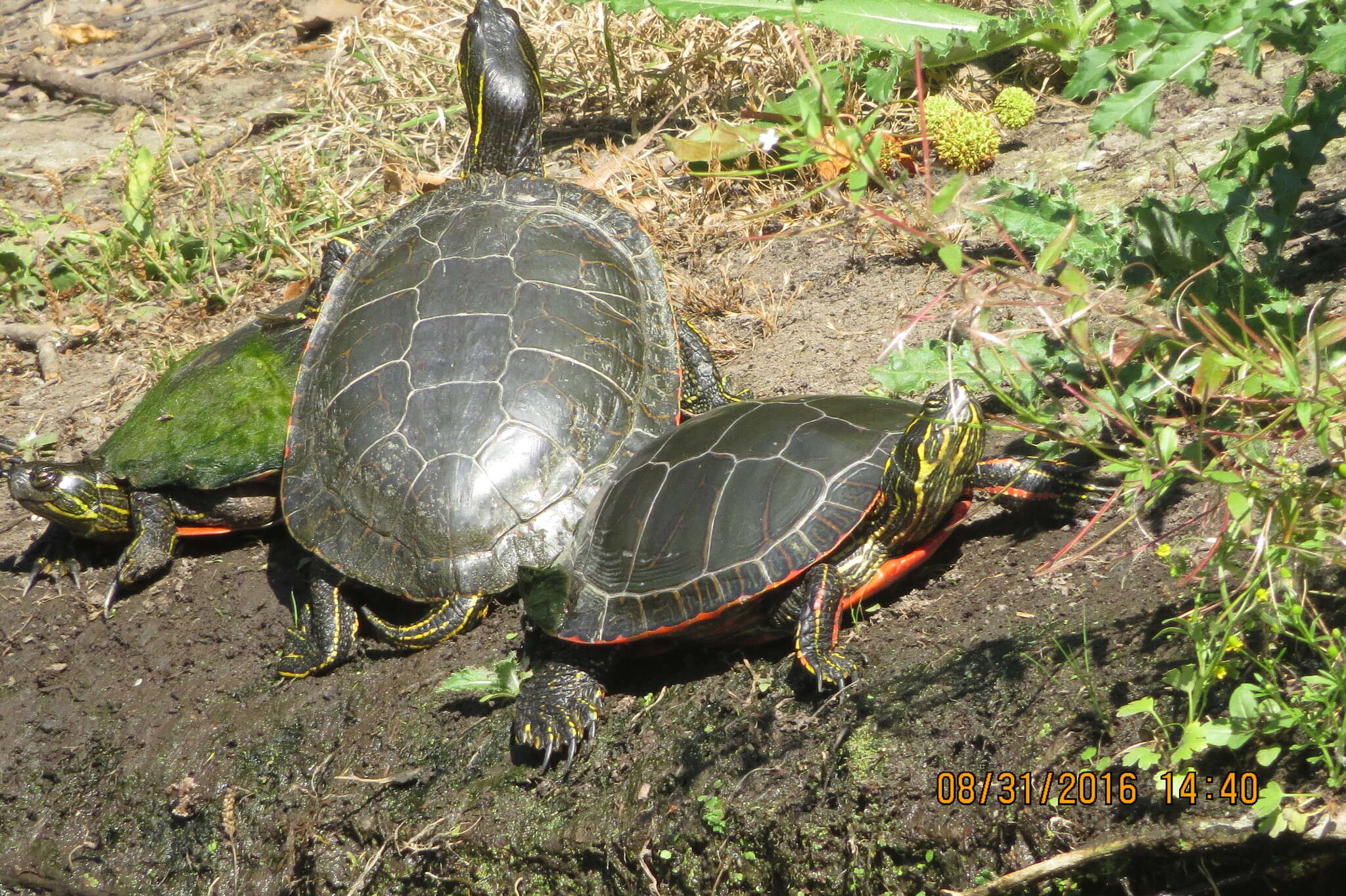 Image of Chrysemys picta bellii (Gray 1831)