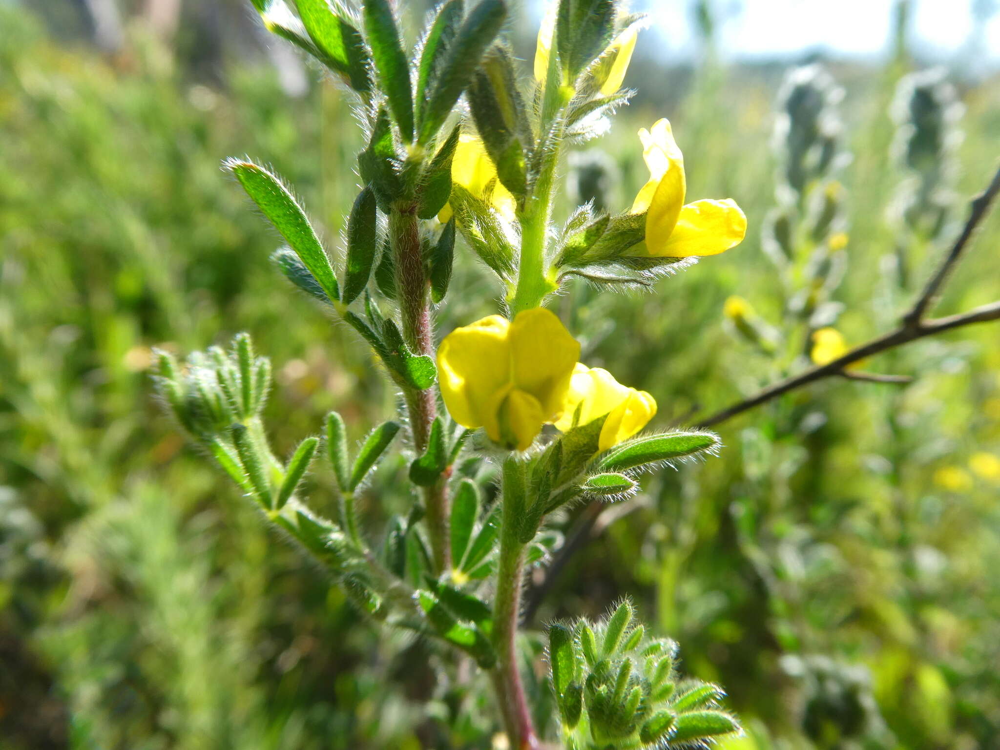 Image of Melolobium aethiopicum (L.) Druce