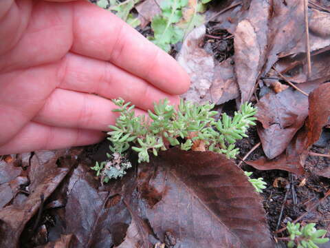 صورة Sedum pusillum Michx.