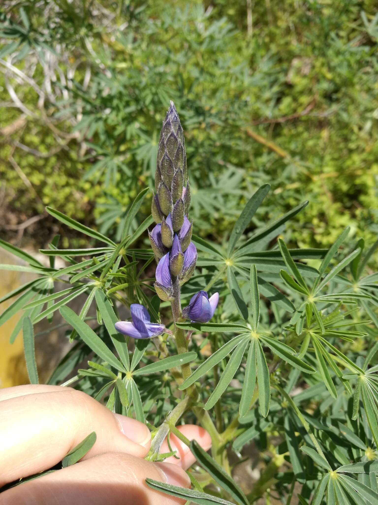 Image of narrowleaf lupine