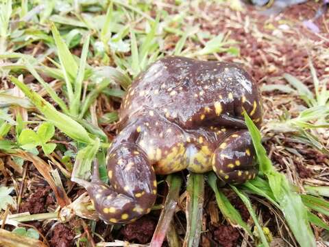 Image of Spotted Burrowing Frog