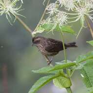Image of Spot-winged Rosefinch