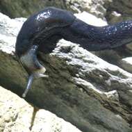 Image of Limax erythrus Bourguignat 1864