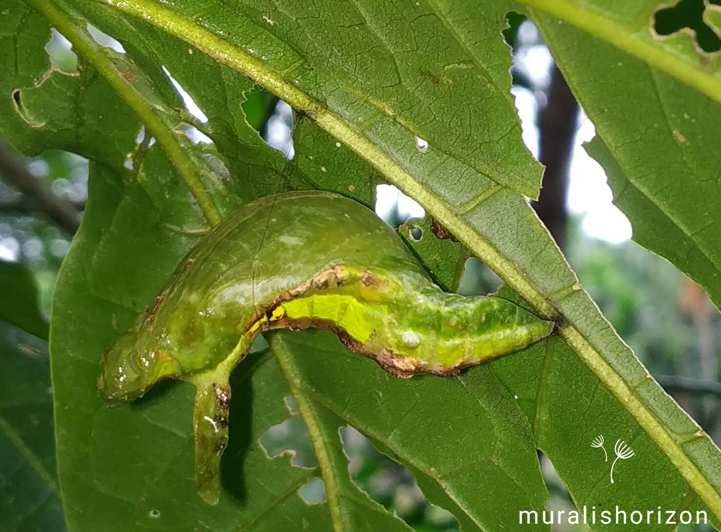 Image of Malabar Banded Swallowtail