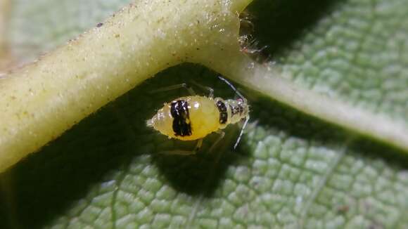 Chromaphis juglandicola (Kaltenbach 1843) resmi