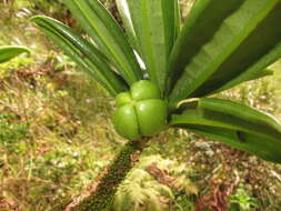 Image of Maui Pilo Kea