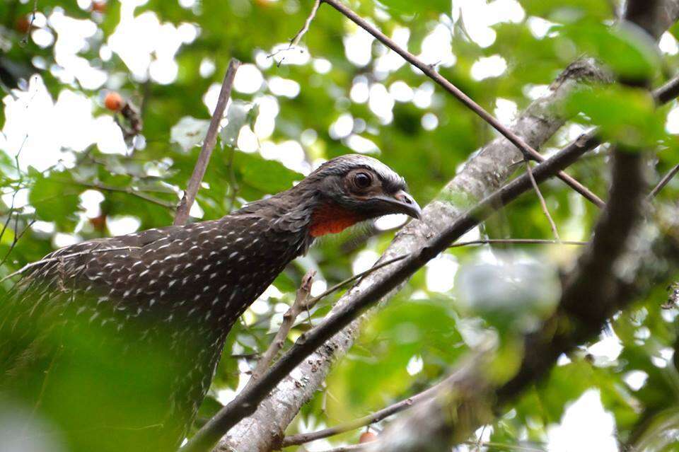 Image of Red-faced Guan