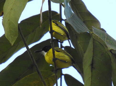 Image of Black-headed Tody-Flycatcher