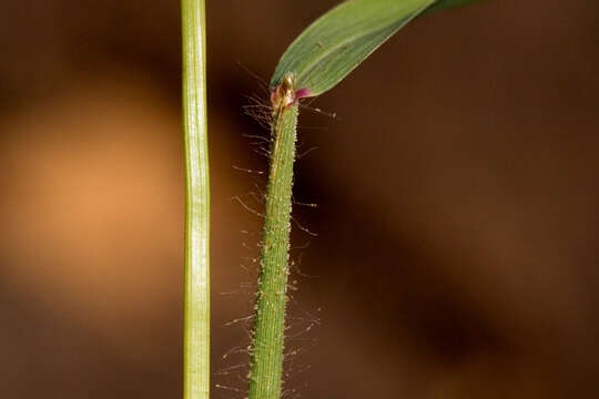 Слика од Leptochloa panicea (Retz.) Ohwi