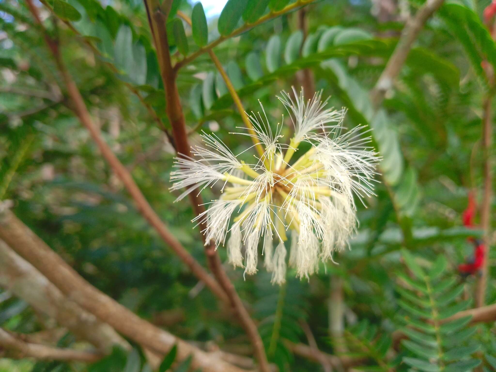 Image of Guadeloupe blackbead