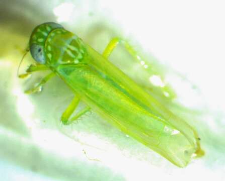 Image of Potato Leafhopper