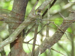 Image de Gynacantha nervosa Rambur 1842