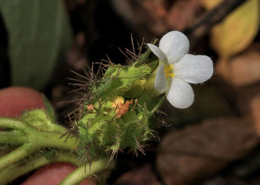 صورة Crabbea velutina S. Moore