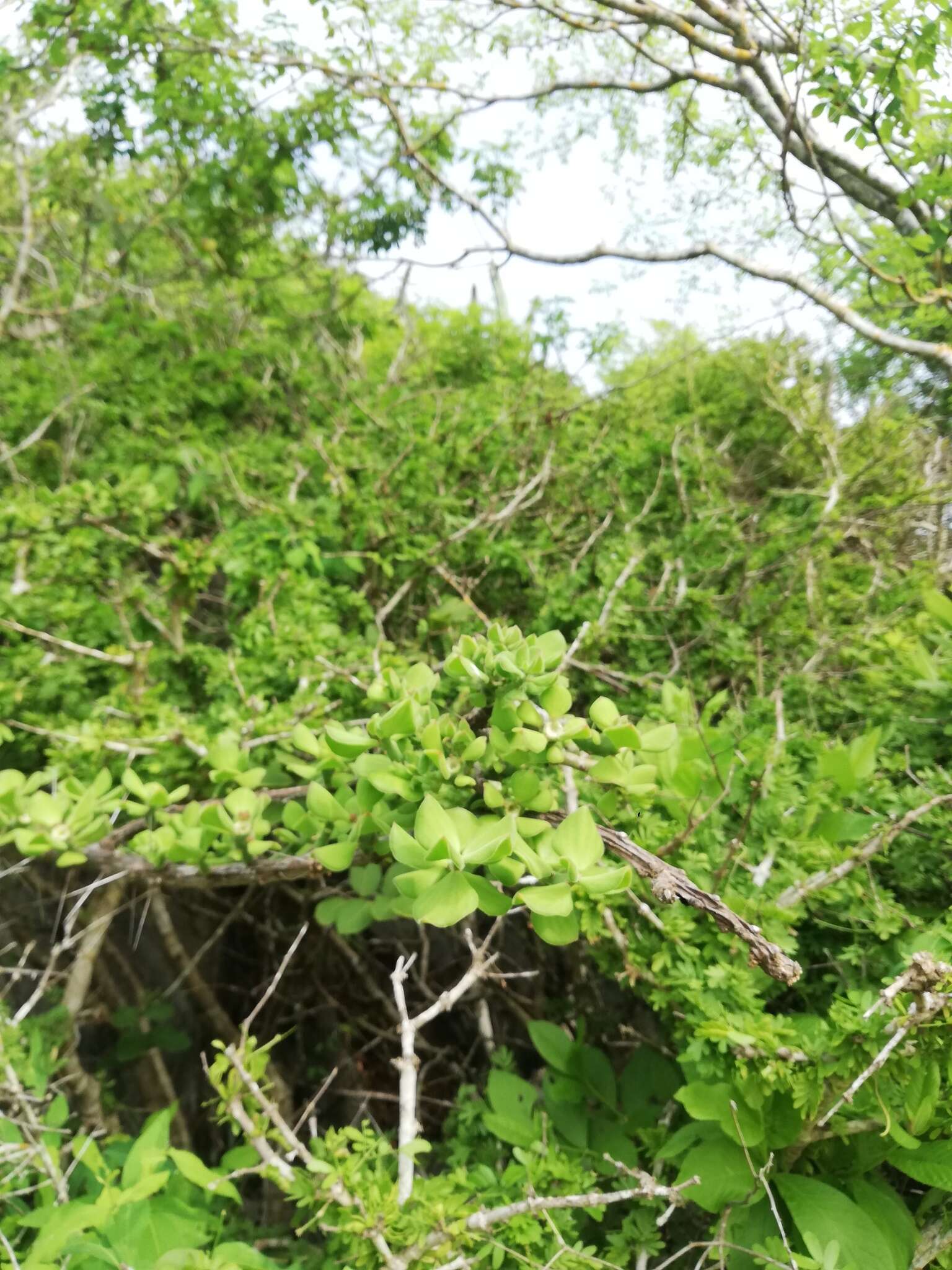 Image of Pereskiopsis rotundifolia (DC.) Britton & Rose