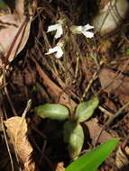 Image of Zeuxine longilabris (Lindl.) Trimen