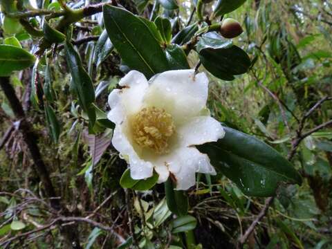 Image of Gordonia fruticosa (Schrader) H. Keng