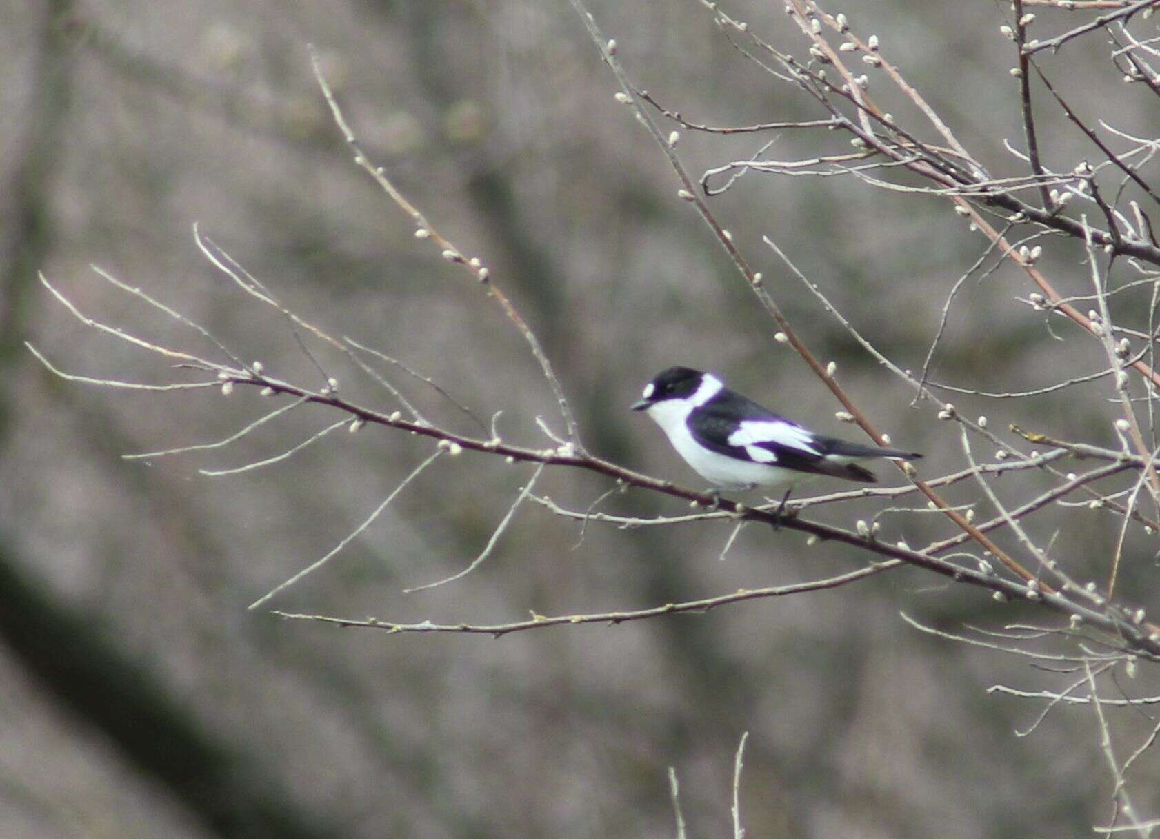 Image of Collared Flycatcher