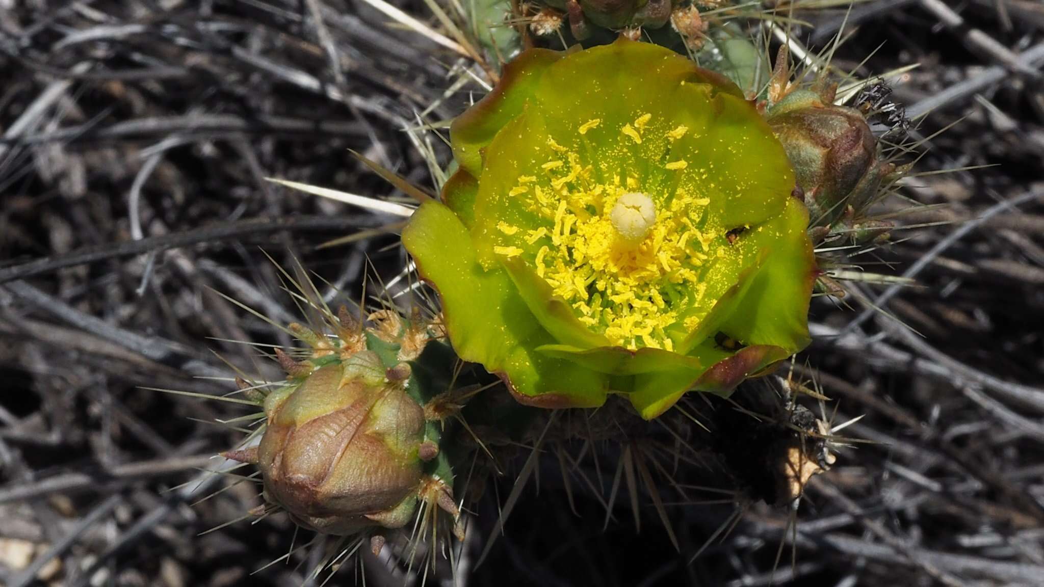 Image de Cylindropuntia bernardina