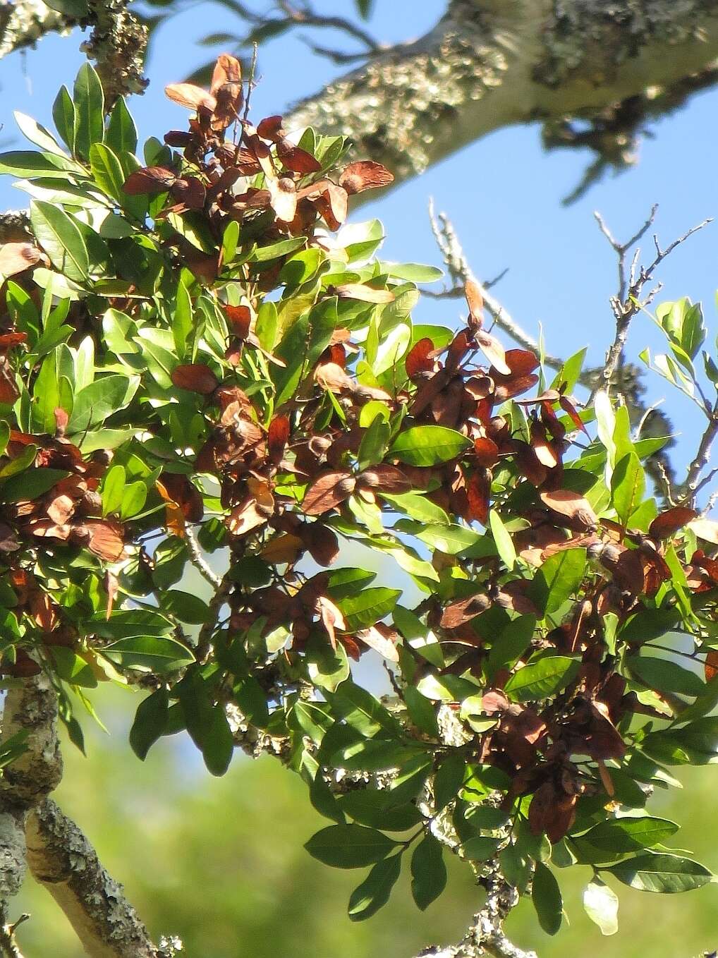 Image of Atalaya capensis R. A. Dyer