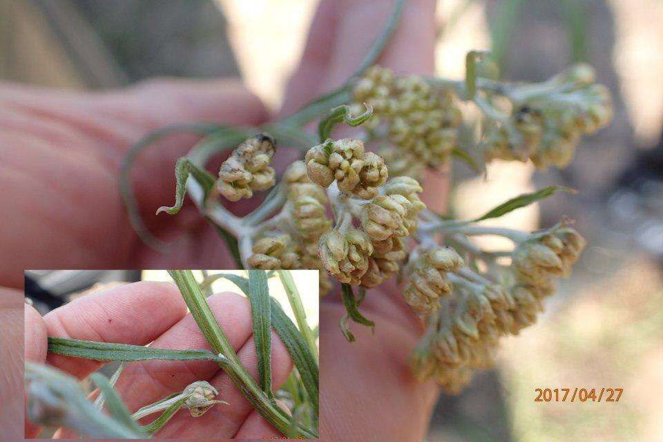 Imagem de Helichrysum natalitium DC.