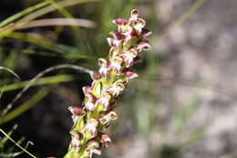 Image of Disa obtusa subsp. picta (Sond.) H. P. Linder