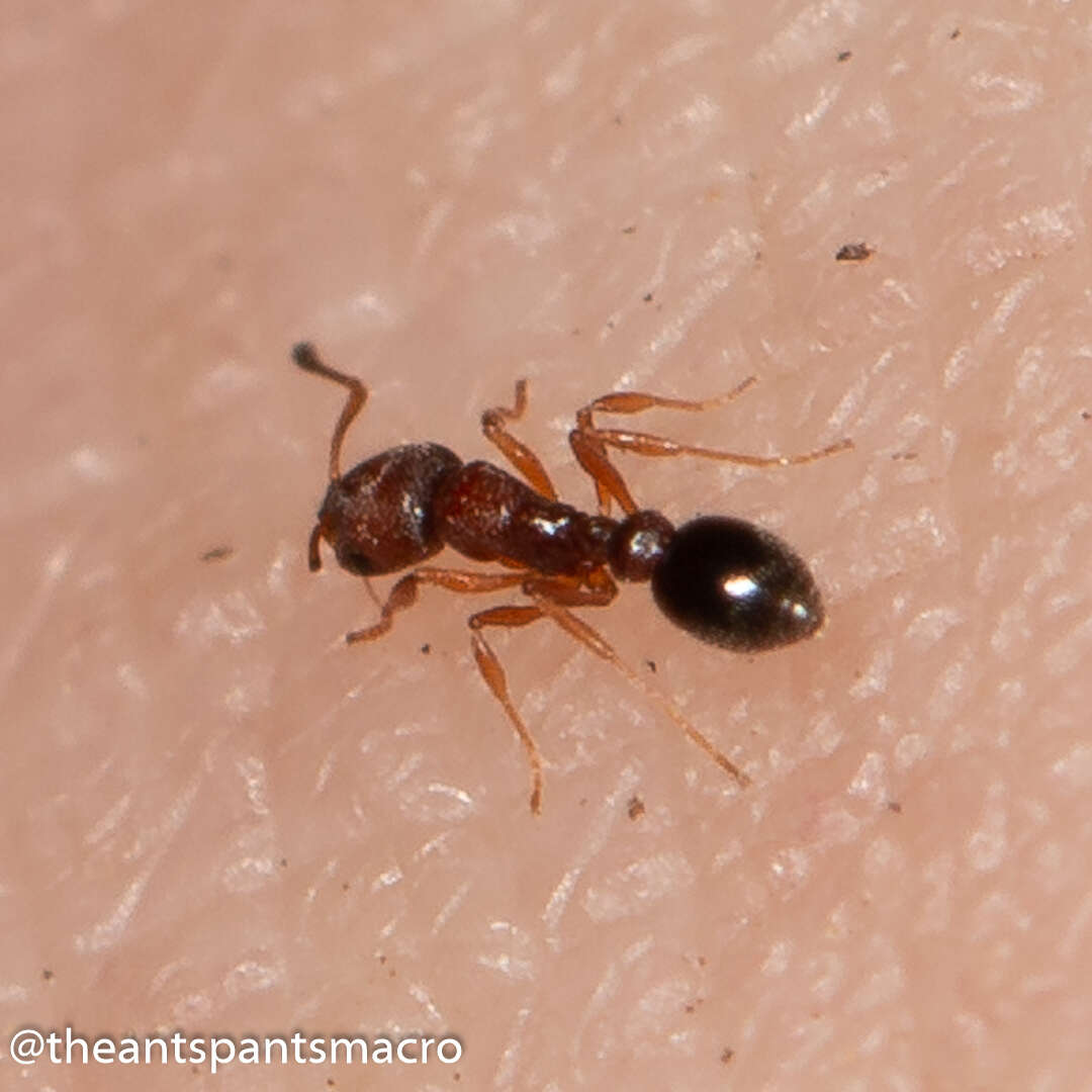 Image of Ant