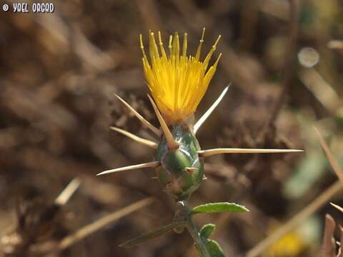 Image of Centaurea hyalolepis Boiss.