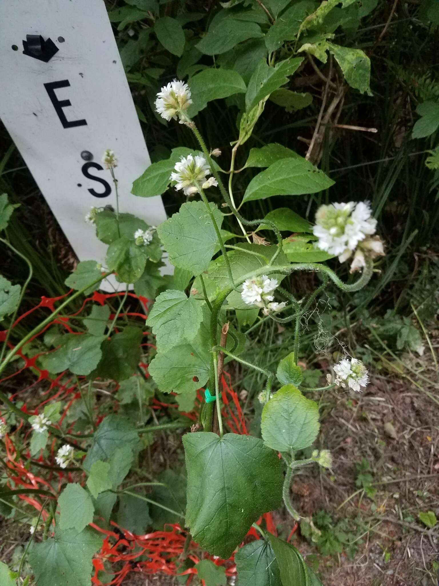 Sivun Sidalcea malachroides (Hook. & Arn.) Gray kuva