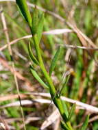 Слика од Stackhousia subterranea W. R. Barker