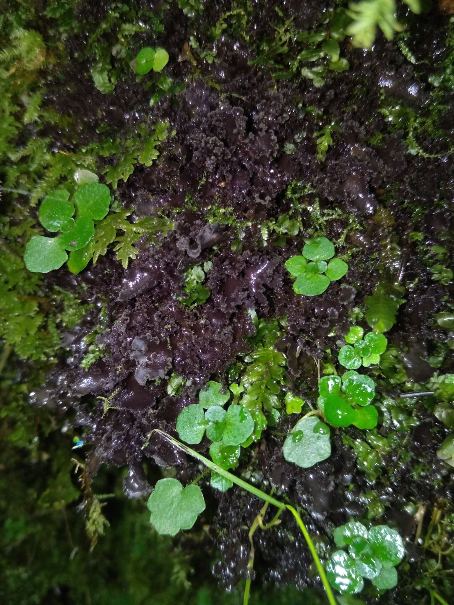 Image of Powdery kidney lichen