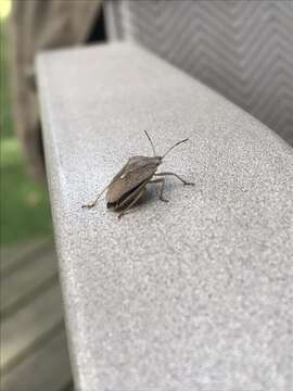 Image of One Spotted Stink Bug